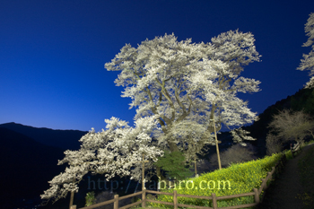 2009,03,26ひょうたん桜.jpg