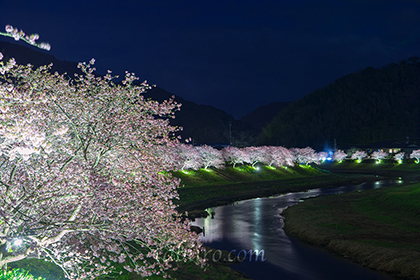 2016,02,15みなみの桜ライトアップ041a.jpg