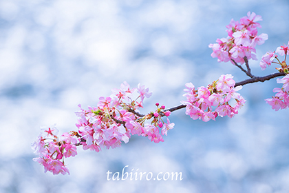 2016,02,15河津桜198a.jpg