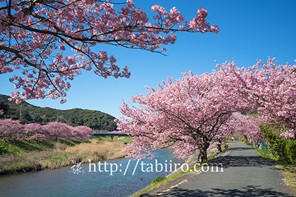 2016,02,16みなみの桜088a.jpg