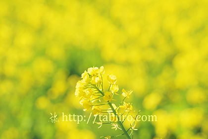2016,02,16日野の菜の花畑016a.jpg