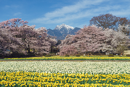 2016,04,06 実相寺088a.jpg