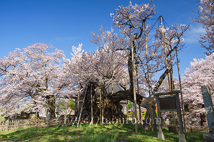 2016,04,06山高神代桜060a.jpg