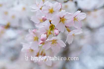 2016,04,08神宮川の桜並木129a.jpg