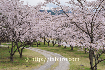 2016,04,08神宮川の桜並木157a.jpg