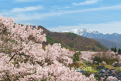 2016,04,09高遠城址公園と南アルプス仙丈ヶ岳040a.jpg