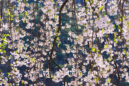 2016,04,12臥竜公園030a.jpg