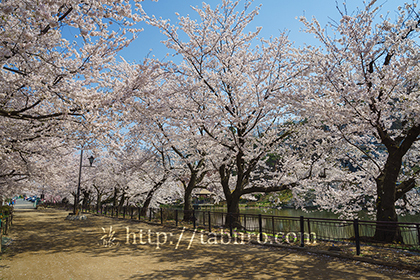 2016,04,12臥竜公園107a.jpg