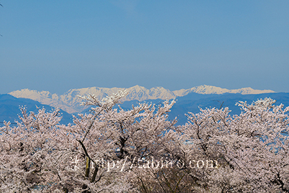 2016,04,12臥竜公園の桜並木と後立山連峰005b.jpg
