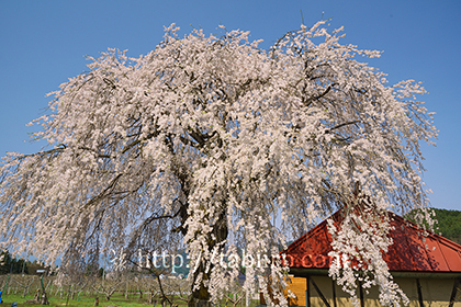 2016,04,16中塩のしだれ桜103a.jpg
