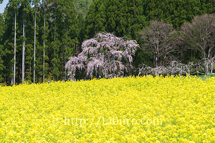 2016,04,16坪井のしだれ桜004a.jpg