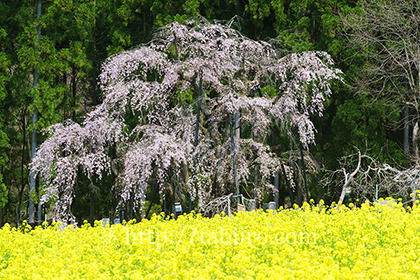 2016,04,16坪井のしだれ桜020a.jpg