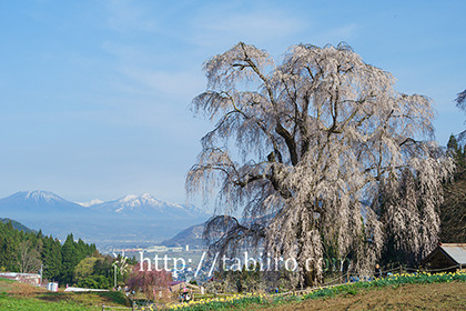 2016,04,16水中のしだれ桜127a.jpg