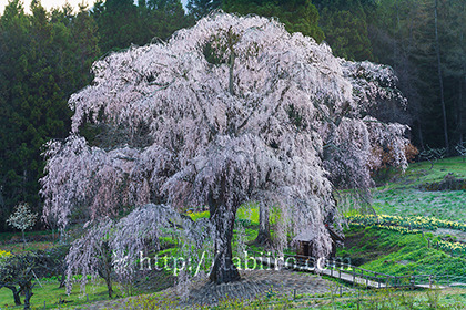 2016,04,16水中のしだれ桜180a.jpg