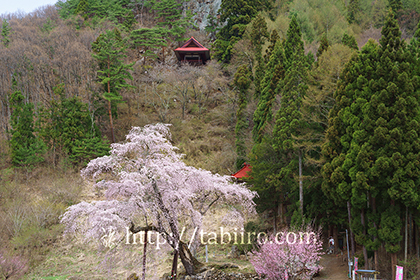 2016,04,16赤和観音のしだれ桜037a.jpg