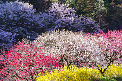 2016,04,19月川温泉花桃の里042a.jpg