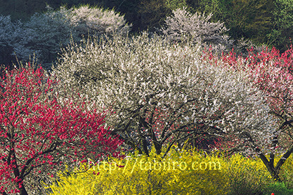 2016,04,19月川温泉花桃の里063a.jpg