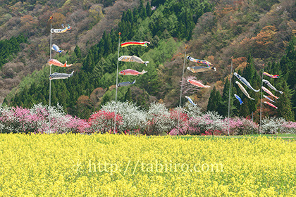 2016,04,19月川温泉花桃の里282a.jpg