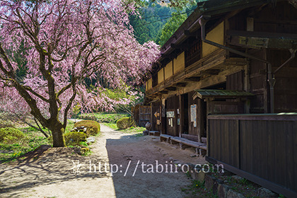 2016,04,20一石栃の立場茶屋043a.jpg