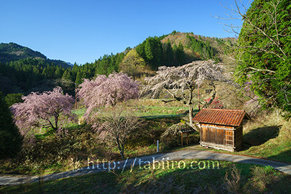 2016,04,20子安観音と枝垂桜065a.jpg