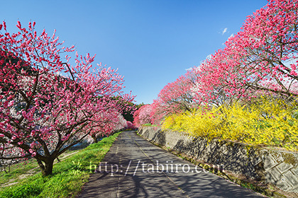 2016,04,22月川温泉花桃の里295a.jpg