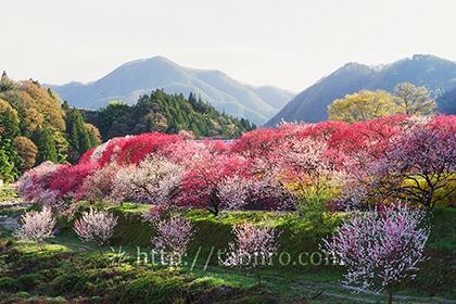2016,04,23月川温泉花桃の里001a.jpg