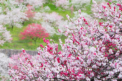 2016,04,23月川温泉花桃の里108a.jpg