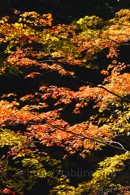 2016,10,26 松川渓谷の紅葉049a.jpg
