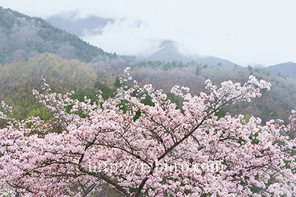 2017,04,08 大法師公園040a.jpg
