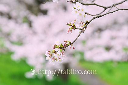 2017,04,08 桜の小枝009a.jpg