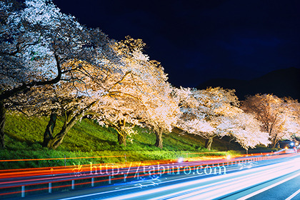 2017,04,08国道52号線と桜並木004a.jpg