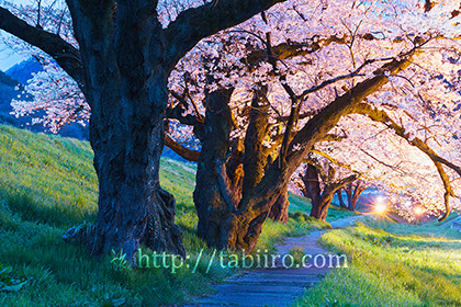 2017,04,08桜の小道夕景083a.jpg