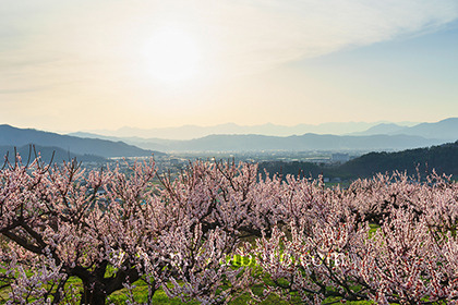 2017,04,10あんず畑越しに望む後立山連峰の夕日045a.jpg