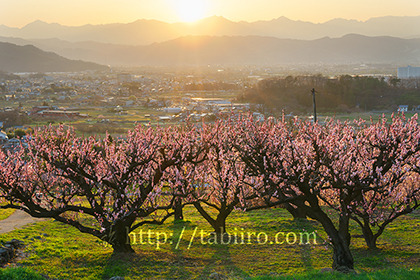 2017,04,10あんず畑越しに望む後立山連峰の夕日238a.jpg