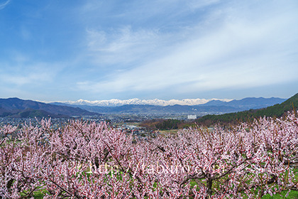 2017,04,10桃畑越しに望む後立山連峰a.jpg