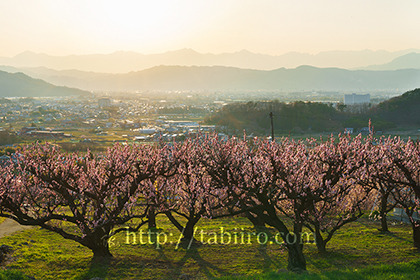 2017,04,10梅畑越しに望む後立山連峰の夕日149a.jpg