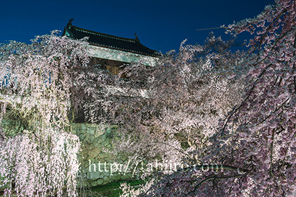2017,04,12上田城北櫓の夜桜012a.jpg