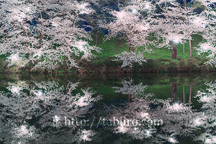 2017,04,13高田城の夜桜044a.jpg