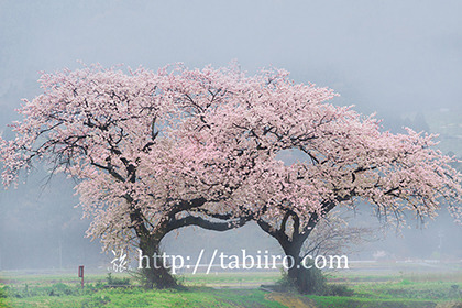 2017,04,14催花雨の布目夫婦桜048a.jpg