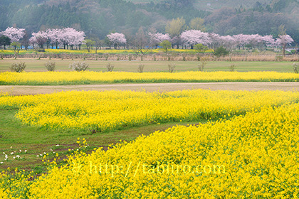2017,04,15上堰潟公園菜の花畑と桜並木009a.jpg