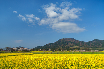 2017,04,16上堰潟公園065a.jpg