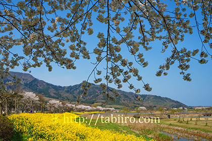 2017,04,16上堰潟公園198a.jpg