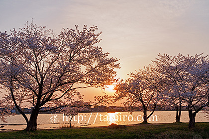2017,04,16瓢湖の桜越しに見る夕日003a.jpg