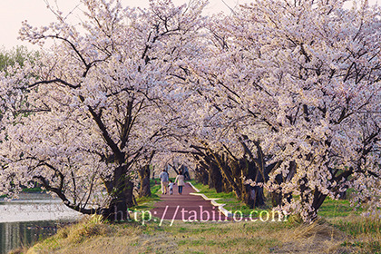 2017,04,16瓢湖の湖畔の桜並木046a.jpg