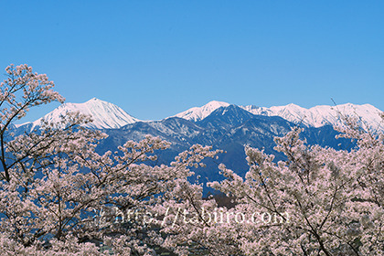 2017,04,18明科方面より桜越しに常念岳を望む024a.jpg