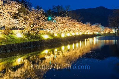2017,04,18松本城桜並木光の回廊015a.jpg