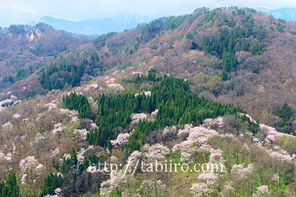 2017,04,21陸郷桜仙峡001a.jpg