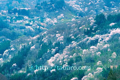2017,04,21陸郷桜仙峡035a.jpg