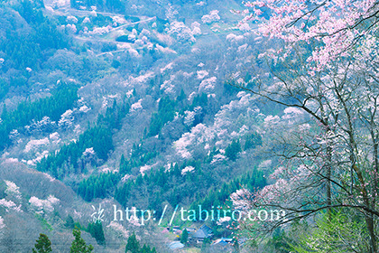 2017,04,21陸郷桜仙峡096a.jpg