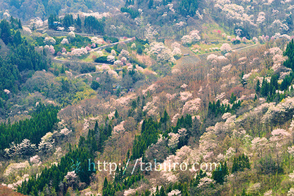 2017,04,22陸郷桜仙峡142a.jpg